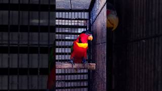 Yellow bibbed lory Yellowbibbedlory parrot bird nature shortsfeed youtubeshorts shortsvideo [upl. by Aker]