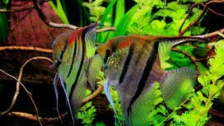 Riproduzione Pterophyllum Scalare [upl. by Luoar]