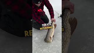 Fisherman Releases Massive Northern Pike Back to the Lake 🐟 🥰 [upl. by Innoc]