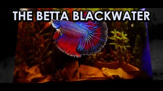 Upgrading Egg Crate Background to create the Betta Blackwater [upl. by Loseff]