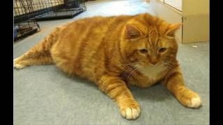 TOP 10 Fattest Cats in the World Fat Cat [upl. by Ahsiyn655]