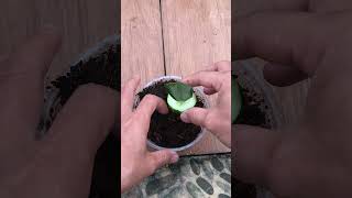 Tips for growing Aglaonema from leaves [upl. by Aierbma]