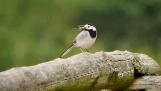 White Wagtail Motacilla alba  Bachstelze [upl. by Poucher165]