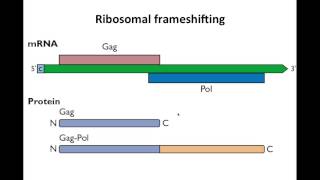 Virology 2013 Lecture 10  Translation [upl. by Eceinwahs]