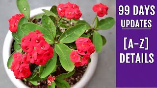 RIGHT Way to Grow amp Care for Euphorbia Milii Complete Info [upl. by Deeyn351]