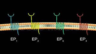 Prostaglandin E2 in Gastric cancer  Animated Atlas of Breast and Gastric Cancer [upl. by Xyno]