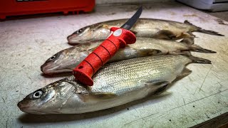 How to Fillet a Whitefish  COMMERCIAL QUALITY [upl. by Fredette]