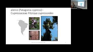 Trees of South America  SFA Dendrology Lecture FORS 2319 [upl. by Thelma]