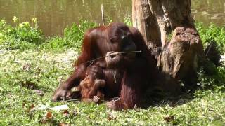 Bornean Orangutan And Baby Orangutan Paignton Zoo 24th April 2014 [upl. by Harmaning]