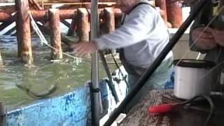 COMMERCIAL FISHING FOR POMPANO ON A OIL RIG [upl. by Yral]