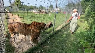 PART 1  Lakota the TiLiger engages [upl. by Yarezed15]