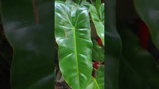 BURLE MARX PHILODENDRON [upl. by Nahshu389]