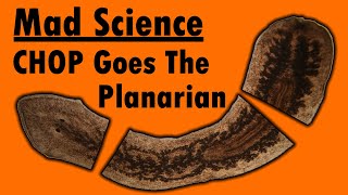 Mad Science  CHOP Goes the Planarian [upl. by Madison]