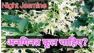 Night Jasmine How To Grow and Care पूरी गर्मी फूल चाहिए तो अभी करें रात की रानी में ये ज़रूरी काम। [upl. by Barstow]