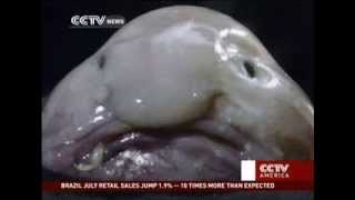 Blobfish Voted Ugliest Animal on Earth [upl. by Ynattyrb]