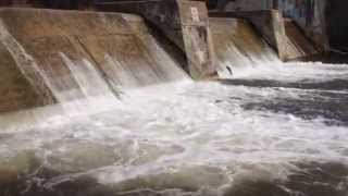 Trout jumping at the fish ladder  Ganaraska River Port Hope [upl. by Enirehtacyram130]