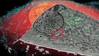 Endosomes [upl. by Hallie]