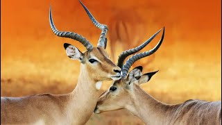 Incredible Impalas Natures Jumping Marvels [upl. by Inaboy]