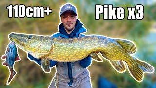 DREAM FISHING Our BEST Pike Fishing in Small River from Shore  Team Galant [upl. by Nodyl]