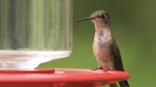 The Sounds of Hummingbirds [upl. by Marko]