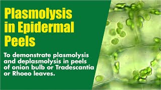 Plasmolysis in epidermal peels [upl. by Ayanal]