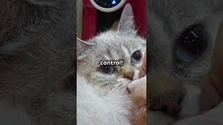 Surprising Cat Facts You Didn’t Know 🐱 Part 2 cat catlover cats catvideos cute facts shorts [upl. by Eliason]