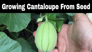 Growing Cantaloupes From Seed Episode 2 [upl. by Jehovah455]