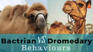 Bactrian Vs Dromedary Camel Behaviours [upl. by Eiuqnimod]