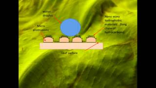 Lotus effect  superhydrophobic surfaces [upl. by Farmer]