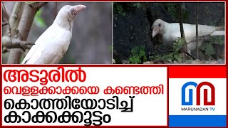 ഇത് അത്ഭുത കാക്കയുടെ കഥ l white crow [upl. by Ailahk]