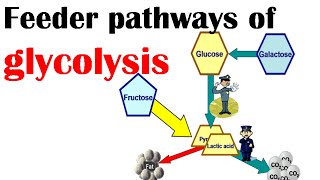 Feeder pathways of glycolysis [upl. by Yaresed]