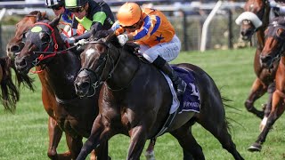 Flemington  2024 Super Saturday Preview I’M TAKING ON IMPERATRIZ AGAIN [upl. by Dinse]