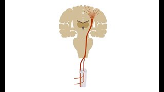 Diagnosing amyotrophic lateral sclerosis ALS [upl. by Ayra993]