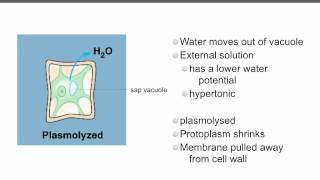 AS level D3 osmosis and cells Ms Cooper [upl. by Aerb]