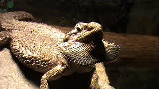 Bearded dragon puffing out her beard [upl. by Ellevel571]