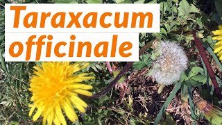 🐝 Diente de león TARAXACUM OFFICINALE  Conoce las PLANTAS BIOINDICADORAS Shorts [upl. by Aneekal]