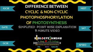 Difference between Cyclic and Non cyclic Photophosphorylation of Light reaction of Photosynthesis [upl. by Mohsen]