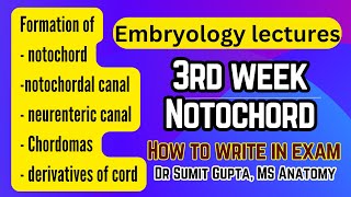 Notochord process formation  Embryology  3rd week of embryo [upl. by Pinkerton]