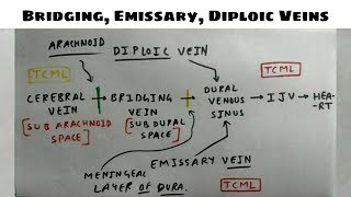 Bridging Emissary Diploic Vein  1 [upl. by Nemajneb308]