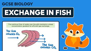 Exchange and Diffusion in Fish  GCSE Biology [upl. by Amarillis973]