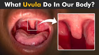 Functions Of Uvula In Human Body  How Uvula Works [upl. by Gertrud]