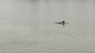 Un dauphin dans le port de Honfleur [upl. by Given]