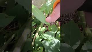 Taking care of a walnut tree in our garden bed gardening homestead permaculture [upl. by Etnoek]