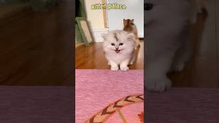 Cutest kitten voice  cat sound to attracts cats [upl. by Lyris]