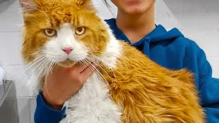 Giant Cat Was Abandoned At The Shelter Hours Later The UNTHINKABLE Happens [upl. by Isoais]