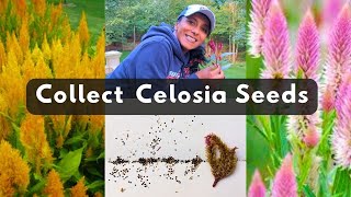 How To Collect Celosia Seeds 🌱 Harvest Store Save [upl. by Niltiak]