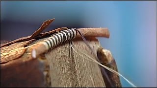 quotSauvez nos reliuresquot  reportage de France 2 sur la restauration des livres anciens [upl. by Aldora]