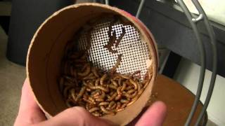 Fluker Farm Insect Review [upl. by Yrian]