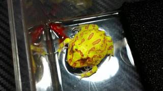 Albino Pacman Frog Ceratophrys Cranwelli  Vid 3 [upl. by Aiclef]