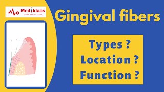 Gingival fibers  types  function  Mediklaas [upl. by Roderich]